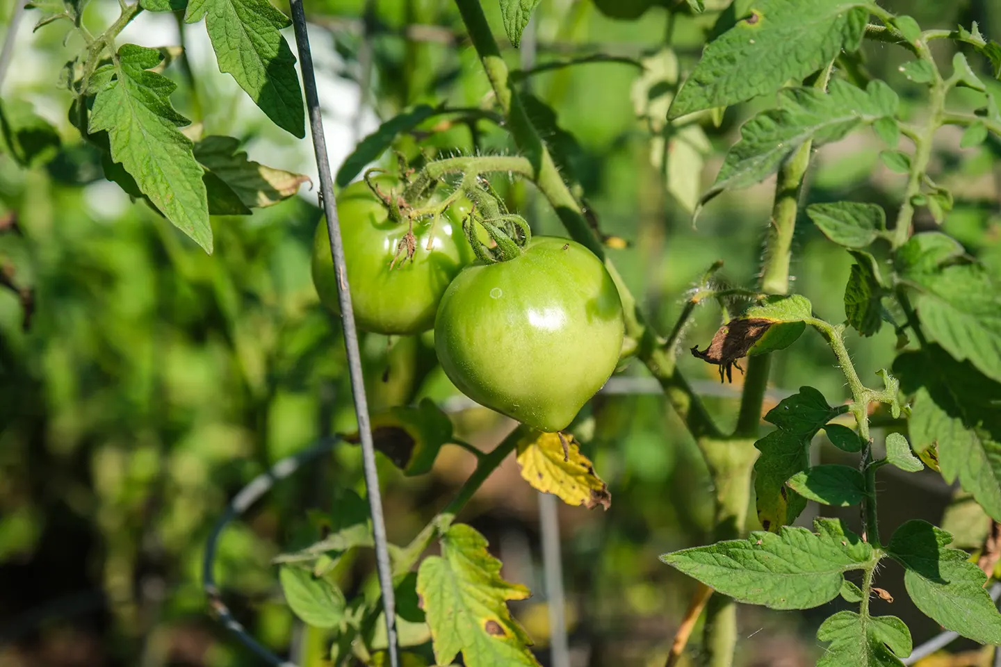 Two green tomatoes on the vine at Stone Mountain Community Garden.