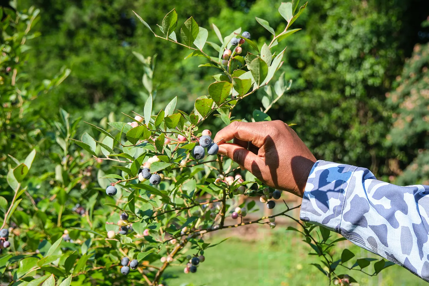 A hand holds the branch of a blueberry bush at Stone Mountain Community Garden.