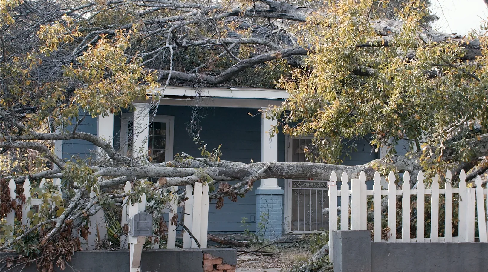 A large, fallen tree lays across a house with a white picket fence.