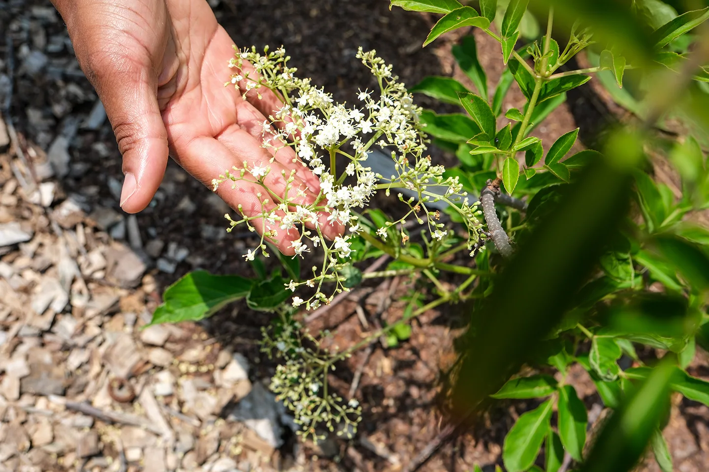 A woman holds a cluster of elderberry blossoms in her hand.